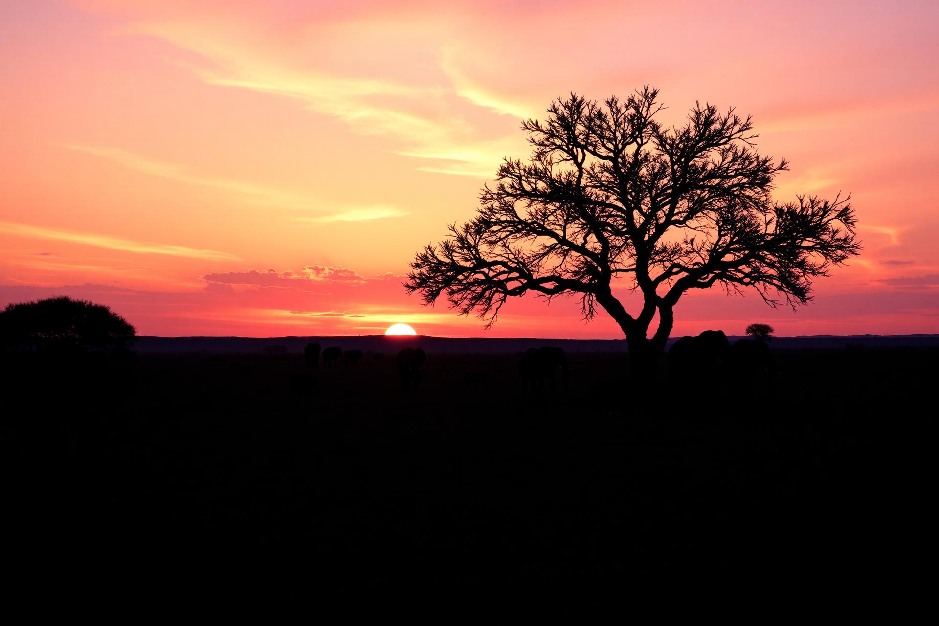 Safari sunset with acacia tree and elephants